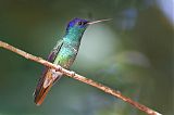 Golden-tailed Sapphire